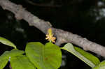 Cucumber tree